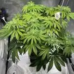 Penut Butter Cookies Photo Testgrow