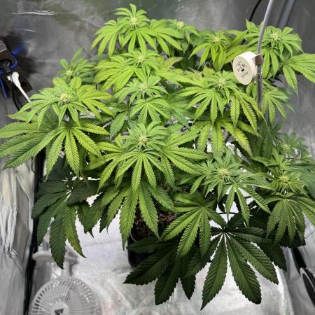 Penut Butter Cookies Photo Testgrow