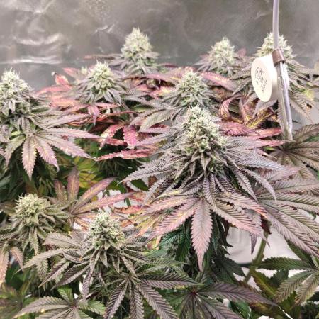 Penut Butter Cookies Photo Testgrow