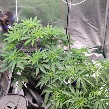 Watermelon Rqs photo