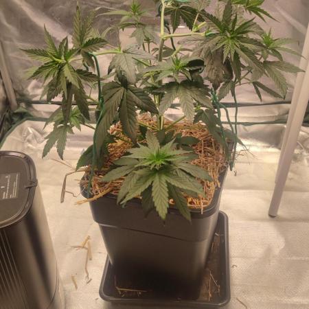 Lemon Cherry Gelato