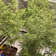 Lemon cherry Cookies Auto