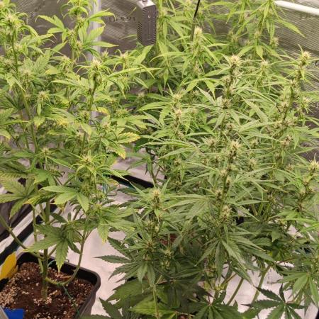 Lemon cherry Cookies Auto