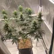 Lemon Cherry Gelato