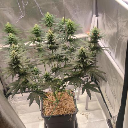 Lemon Cherry Gelato