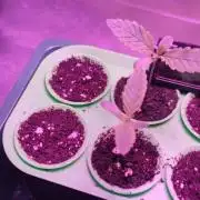 Watermelon Rqs photo