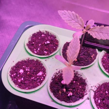 Watermelon Rqs photo