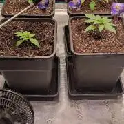 Eternity Grow Sticky Broccoli