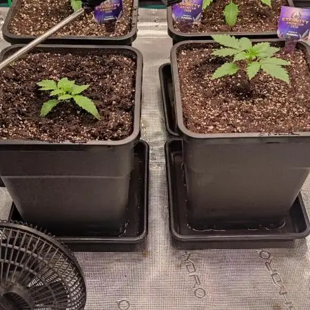 Eternity Grow Sticky Broccoli