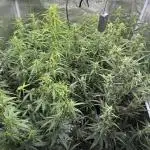 Gorilla Zkittles Auto