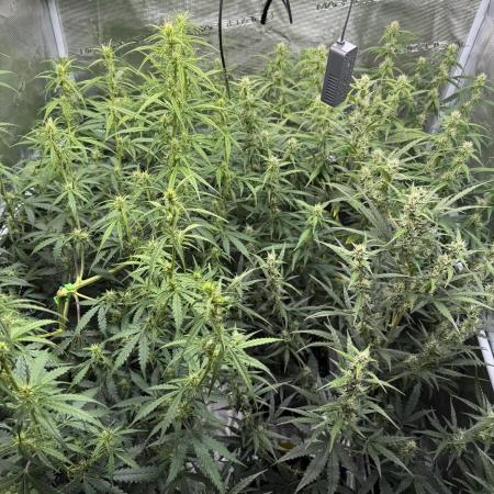 Gorilla Zkittles Auto