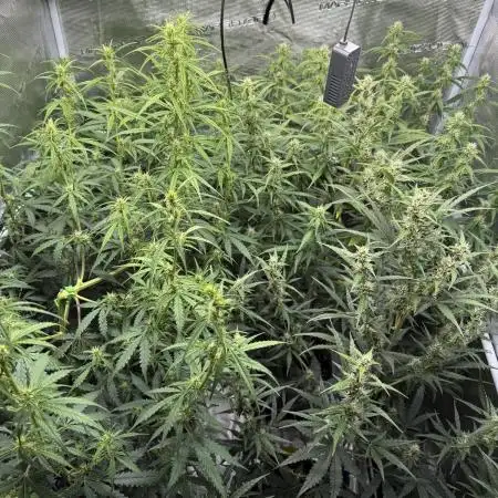 Gorilla Zkittles Auto