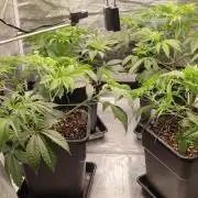 Eternity Grow Sticky Broccoli