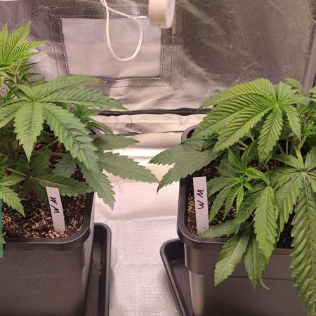 Watermelon Rqs photo