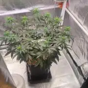 Lemon Cherry Gelato
