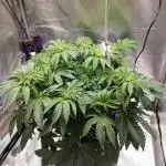 Penut Butter Cookies Photo Testgrow