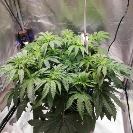 Penut Butter Cookies Photo Testgrow