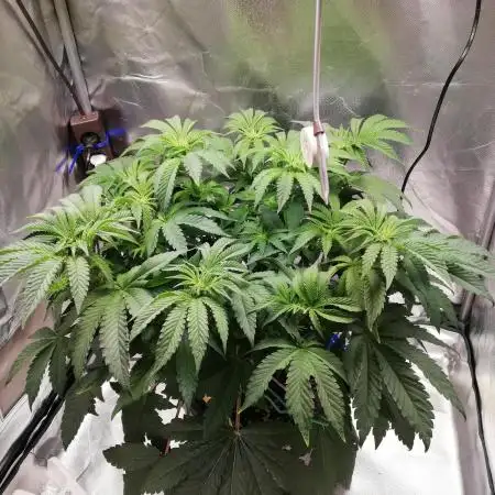 Penut Butter Cookies Photo Testgrow