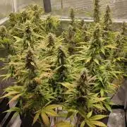 Lemon cherry Cookies Auto