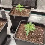 Lemon cherry Cookies Auto