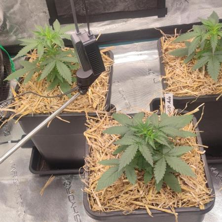 Z-Up Auto Fastbuds
