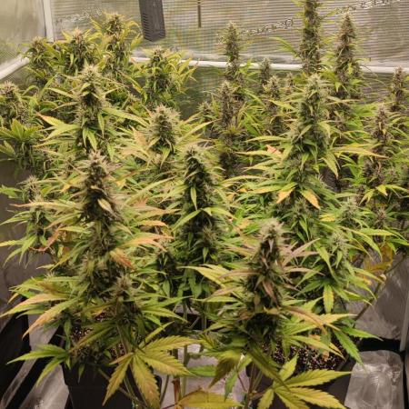 Lemon cherry Cookies Auto