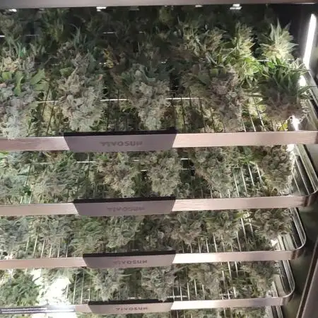 Eternity Grow Sticky Broccoli