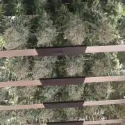Z-Up Auto Fastbuds