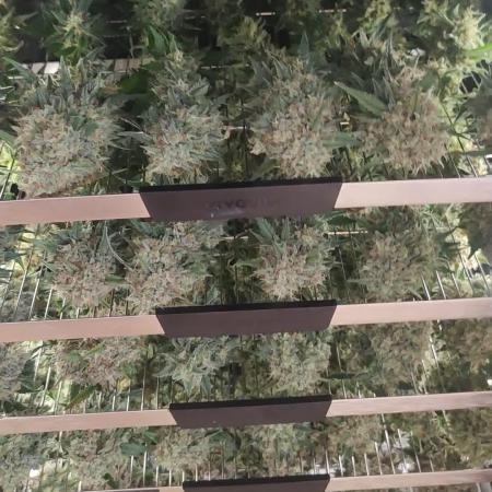 Z-Up Auto Fastbuds