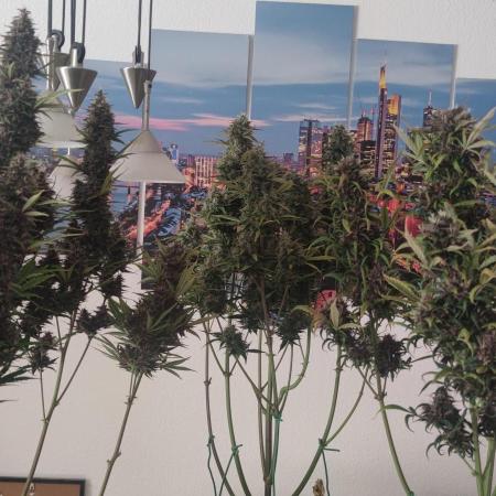 Lemon cherry Cookies Auto