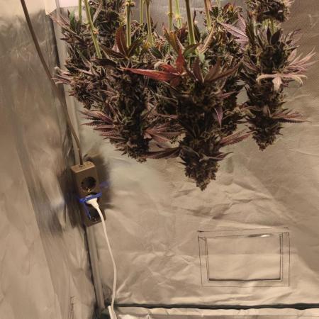 Penut Butter Cookies Photo Testgrow