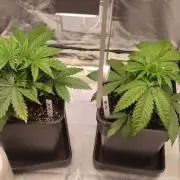 Watermelon Rqs photo