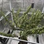 Gorilla Zkittles Auto