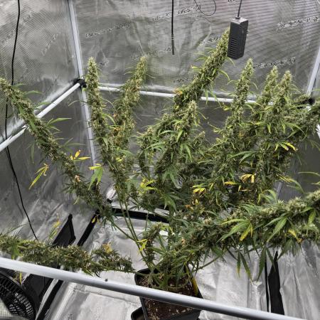 Gorilla Zkittles Auto