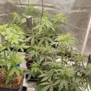 Lemon cherry Cookies Auto