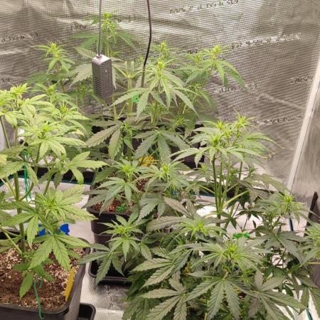 Lemon cherry Cookies Auto