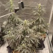 Z-Up Auto Fastbuds