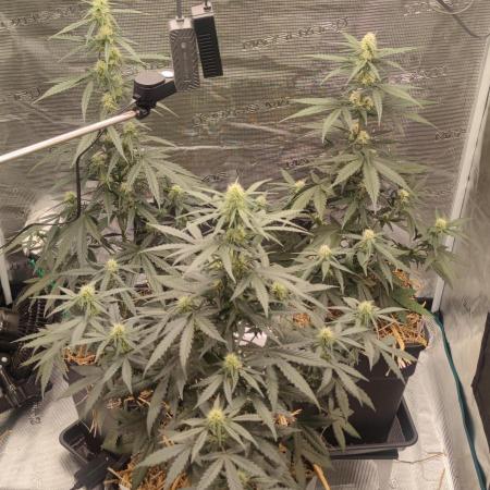 Z-Up Auto Fastbuds