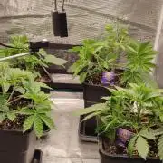 Eternity Grow Sticky Broccoli