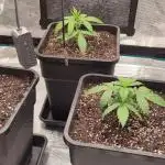 Lemon cherry Cookies Auto