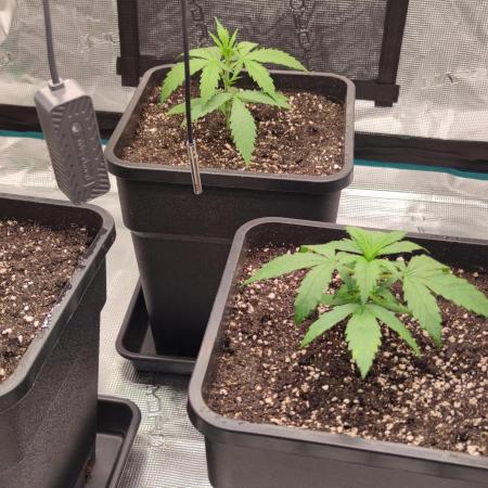 Lemon cherry Cookies Auto