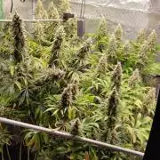 Eternity Grow Sticky Broccoli