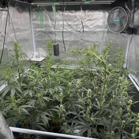 Gorilla Zkittles Auto