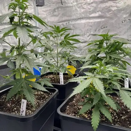 Gorilla Zkittles Auto