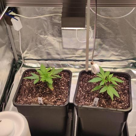 Watermelon Rqs photo