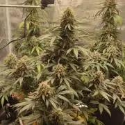 Z-Up Auto Fastbuds
