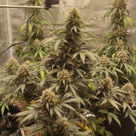 Z-Up Auto Fastbuds