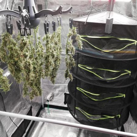 Gorilla Zkittles Auto