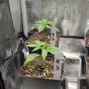 Watermelon Rqs photo