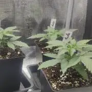 Z-Up Auto Fastbuds